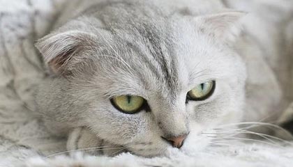 世界杯app下载-英格拉姆22分杜伦31分 猛龙不敌活塞