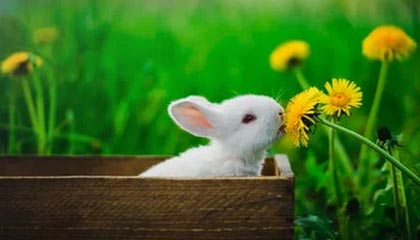 世界杯app下载-英格拉姆22分杜伦31分 猛龙不敌活塞